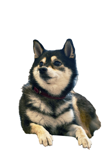犬の画像